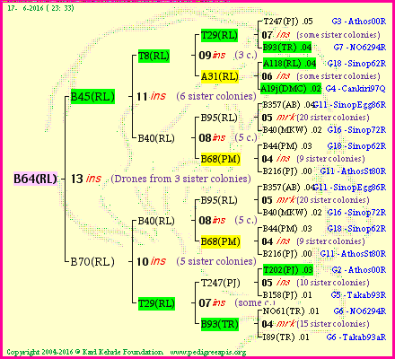 Pedigree of B64(RL) :
four generations presented