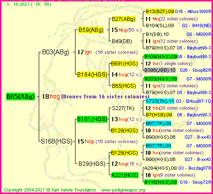 Pedigree of B65(ABg) :
four generations presented
it's temporarily unavailable, sorry!