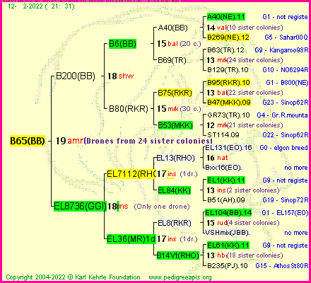 Pedigree of B65(BB) :
four generations presented
it's temporarily unavailable, sorry!