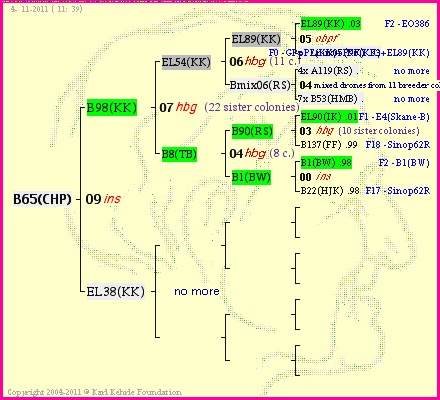 Pedigree of B65(CHP) :
four generations presented