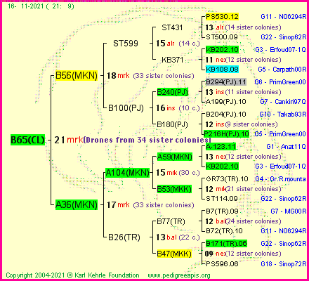 Pedigree of B65(CL) :
four generations presented
it's temporarily unavailable, sorry!