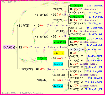 Pedigree of B65(DS) :
four generations presented