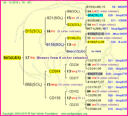 Pedigree of B65(GRA) :
four generations presented<br />it's temporarily unavailable, sorry!