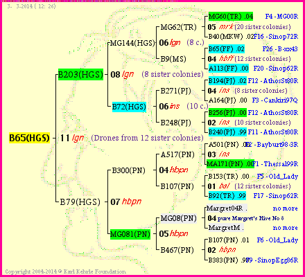 Pedigree of B65(HGS) :
four generations presented
it's temporarily unavailable, sorry!