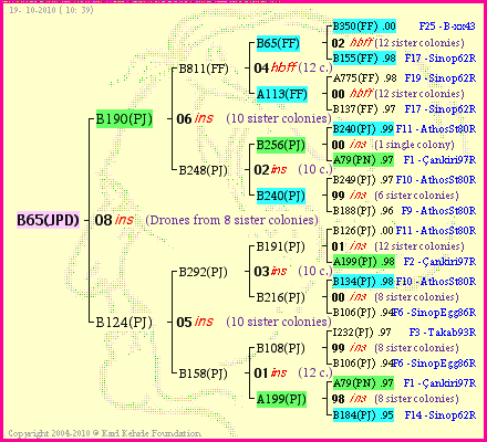 Pedigree of B65(JPD) :
four generations presented