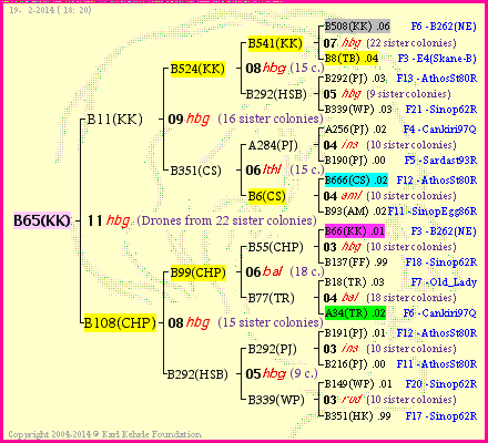 Pedigree of B65(KK) :
four generations presented