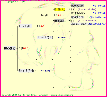 Pedigree of B65(LS) :
four generations presented
it's temporarily unavailable, sorry!