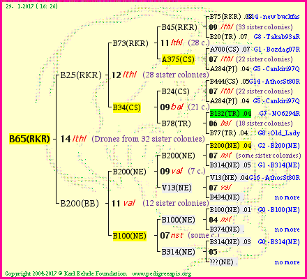 Pedigree of B65(RKR) :
four generations presented