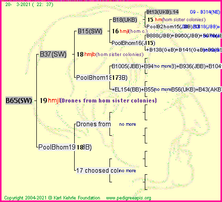 Pedigree of B65(SW) :
four generations presented
it's temporarily unavailable, sorry!