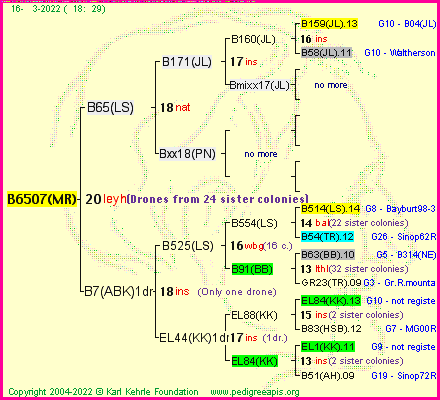 Pedigree of B6507(MR) :
four generations presented
it's temporarily unavailable, sorry!