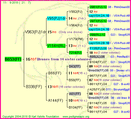 Pedigree of B653(FF) :
four generations presented