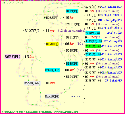 Pedigree of B657(FL) :
four generations presented