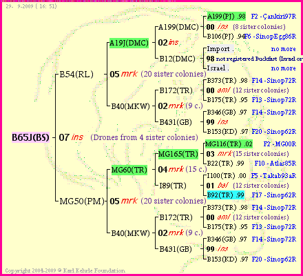 Pedigree of B65J(BS) :
four generations presented