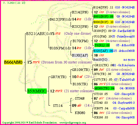 Pedigree of B66(ABR) :
four generations presented