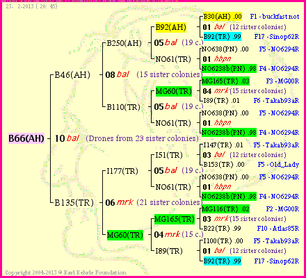 Pedigree of B66(AH) :
four generations presented