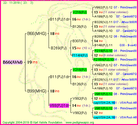 Pedigree of B66(AVM) :
four generations presented<br />it's temporarily unavailable, sorry!