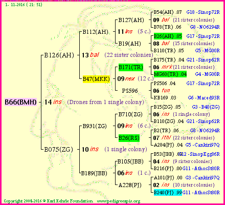 Pedigree of B66(BMH) :
four generations presented