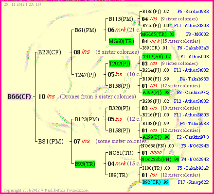 Pedigree of B66(CF) :
four generations presented