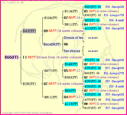 Pedigree of B66(FF) :
four generations presented