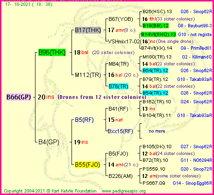 Pedigree of B66(GP) :
four generations presented
it's temporarily unavailable, sorry!