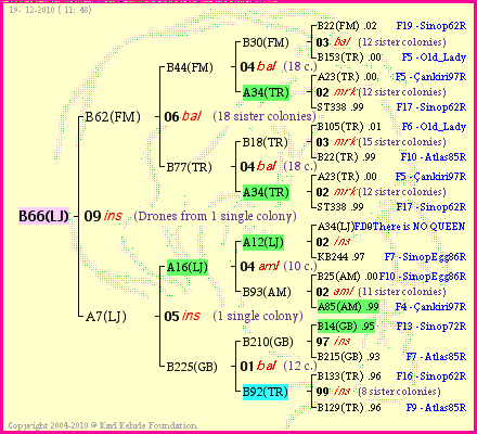 Pedigree of B66(LJ) :
four generations presented