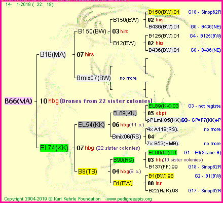 Pedigree of B66(MA) :
four generations presented<br />it's temporarily unavailable, sorry!