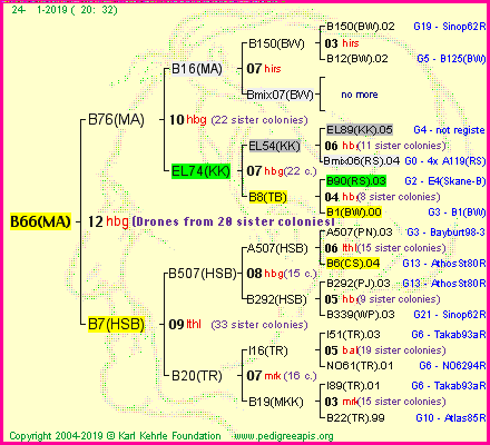 Pedigree of B66(MA) :
four generations presented<br />it's temporarily unavailable, sorry!
