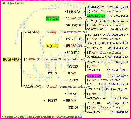 Pedigree of B66(MA) :
four generations presented
it's temporarily unavailable, sorry!