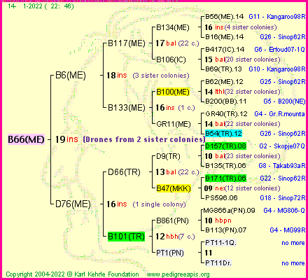 Pedigree of B66(ME) :
four generations presented
it's temporarily unavailable, sorry!