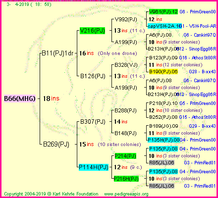 Pedigree of B66(MHG) :
four generations presented
it's temporarily unavailable, sorry!