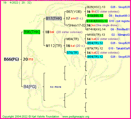 Pedigree of B66(PG) :
four generations presented
it's temporarily unavailable, sorry!