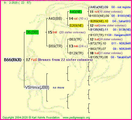 Pedigree of B66(RKR) :
four generations presented<br />it's temporarily unavailable, sorry!