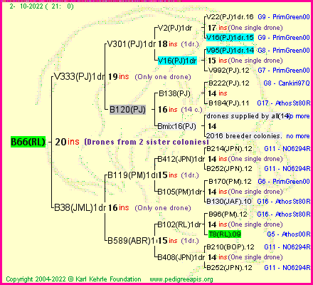 Pedigree of B66(RL) :
four generations presented
it's temporarily unavailable, sorry!