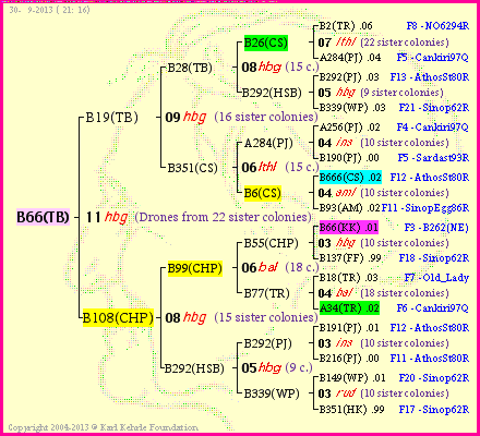 Pedigree of B66(TB) :
four generations presented