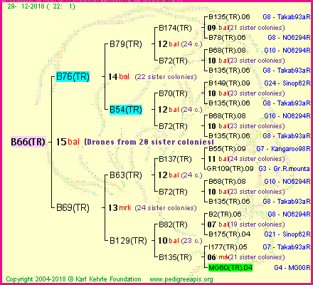 Pedigree of B66(TR) :
four generations presented<br />it's temporarily unavailable, sorry!