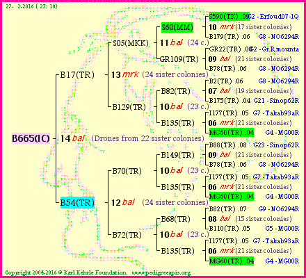 Pedigree of B665(IC) :
four generations presented