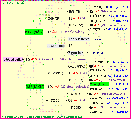 Pedigree of B665(vdB) :
four generations presented