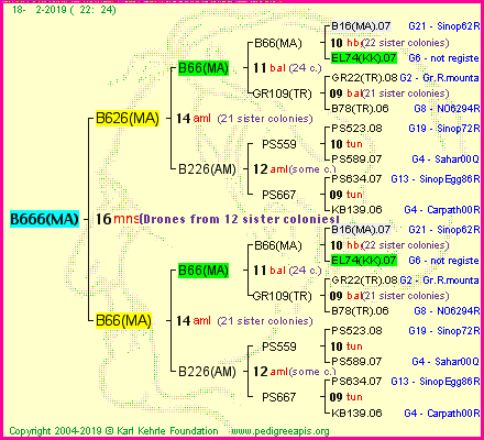 Pedigree of B666(MA) :
four generations presented
it's temporarily unavailable, sorry!