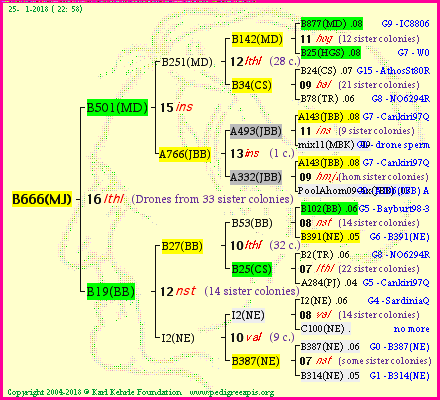 Pedigree of B666(MJ) :
four generations presented