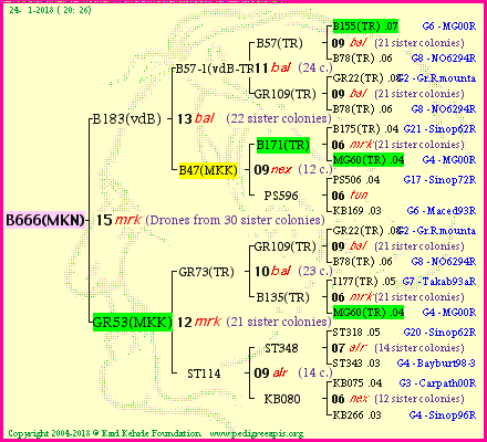 Pedigree of B666(MKN) :
four generations presented