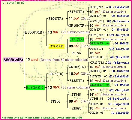 Pedigree of B666(vdB) :
four generations presented