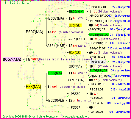 Pedigree of B667(MA) :
four generations presented
it's temporarily unavailable, sorry!