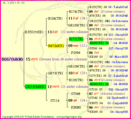 Pedigree of B667(MKN) :
four generations presented