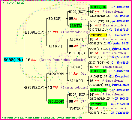 Pedigree of B668(JPN) :
four generations presented