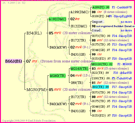 Pedigree of B66J(BS) :
four generations presented