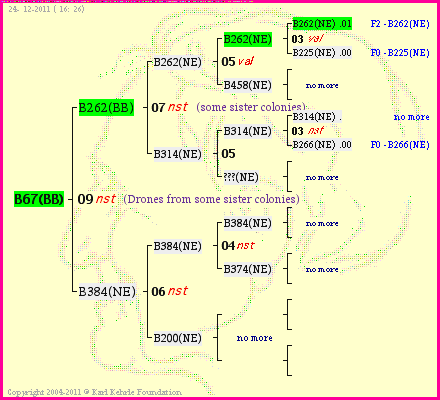 Pedigree of B67(BB) :
four generations presented