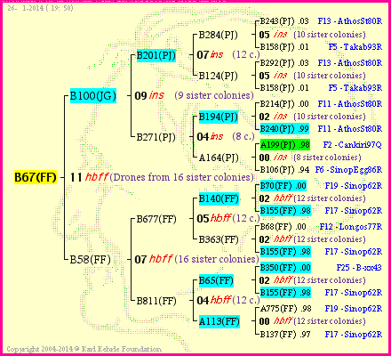 Pedigree of B67(FF) :
four generations presented