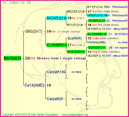 Pedigree of B67(GKT) :
four generations presented
it's temporarily unavailable, sorry!