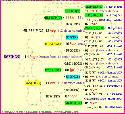 Pedigree of B67(HGS) :
four generations presented