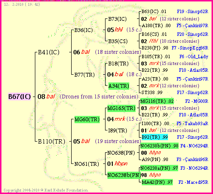 Pedigree of B67(IC) :
four generations presented